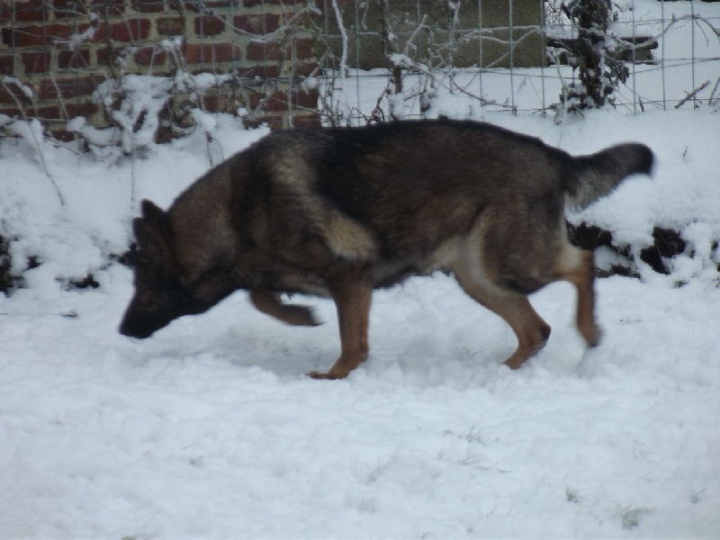 Diams des Loups du Val D'Ancre