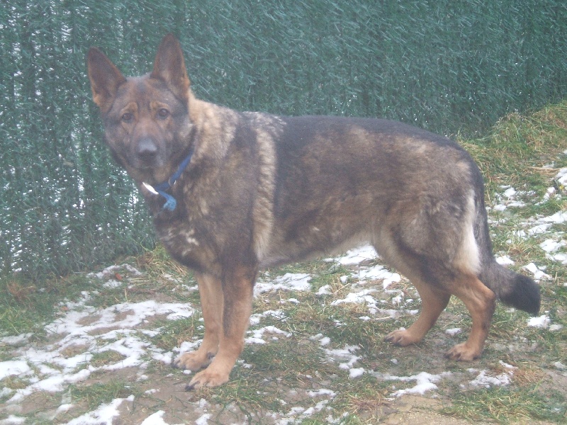 Diams des Loups du Val D'Ancre