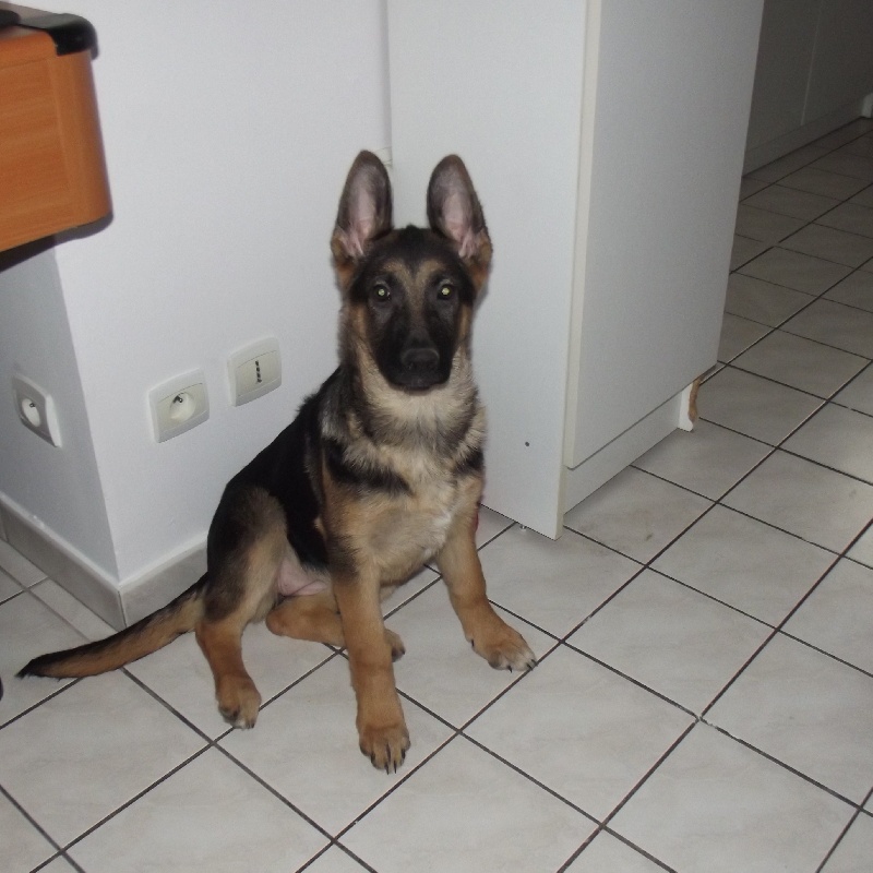 galila